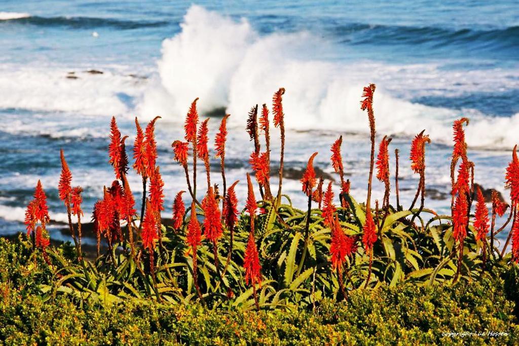 Belle Vue Guesthouse Hermanus Bagian luar foto
