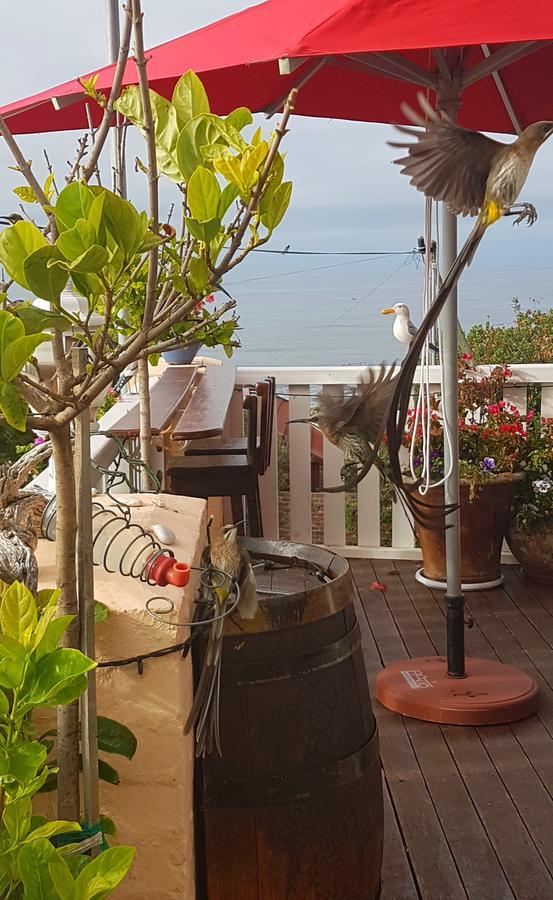 Belle Vue Guesthouse Hermanus Bagian luar foto